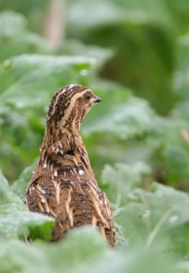 Caille des blés © FDC85