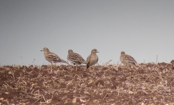 Rassemblements post-nuptiaux des oedicnèmes © Aurélie Guégnard - LPO85