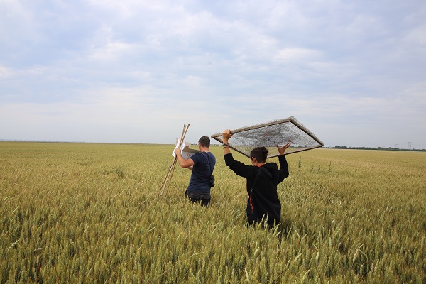 Pose de mesure de protection des nichées de Busard cendré © LPO85