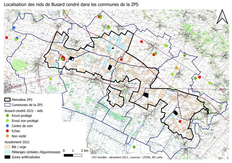 Reproduction du Busard cendré sur la ZPS en lien avec l'assolement 2021 © LPO Vendée